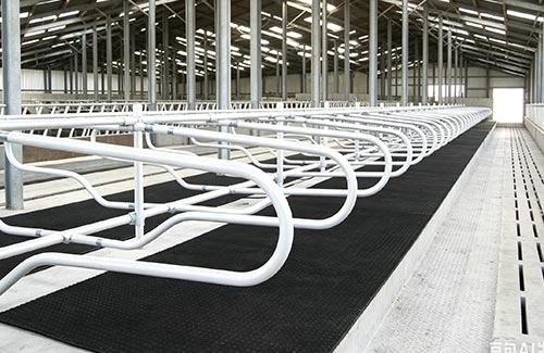 Modern Cow Cubicle Shed Design Guide: Layouts & Mattress Selection