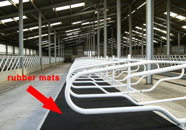 Industrial dairy barn cow cubicle mattress installation Continuous black rubber cow cubicle mattress rolls deployed across an industrial scale dairy barn facility
