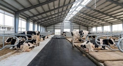 Modern Dairy Cattle Free Stall Layout with Heavy Duty Comfort Rubber Flooring Dairy farm free stall barn equipped with rubber mats and automatic scraper lane
